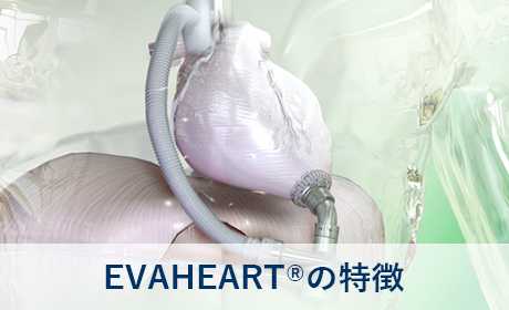 EVAHEARTの特徴