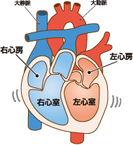 心臓の概略図